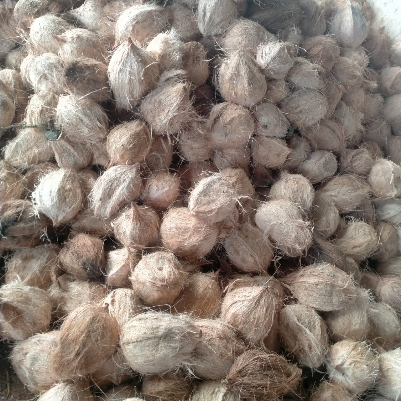 Fournisseur fiable de semences de noix de coco indonésiennes – Qualité export & approvisionnement en gros from Indonésie